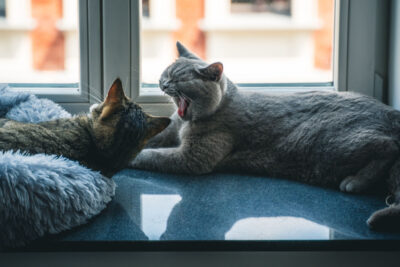 Shutterstock_1993048511-400×267-1