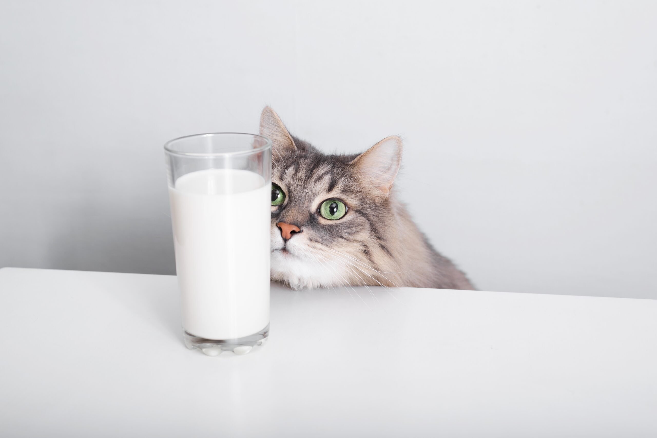 Grey,Fluffy,Green-eyed,Cat,Looking,And,Sniffing,Glass,Of,Milk