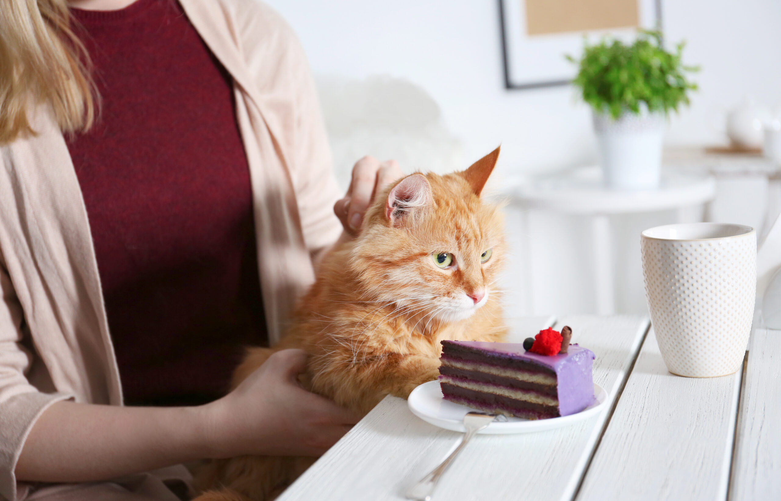 Woman,Sitting,In,Cat,Cafe,With,Dessert,And,Cup,Of
