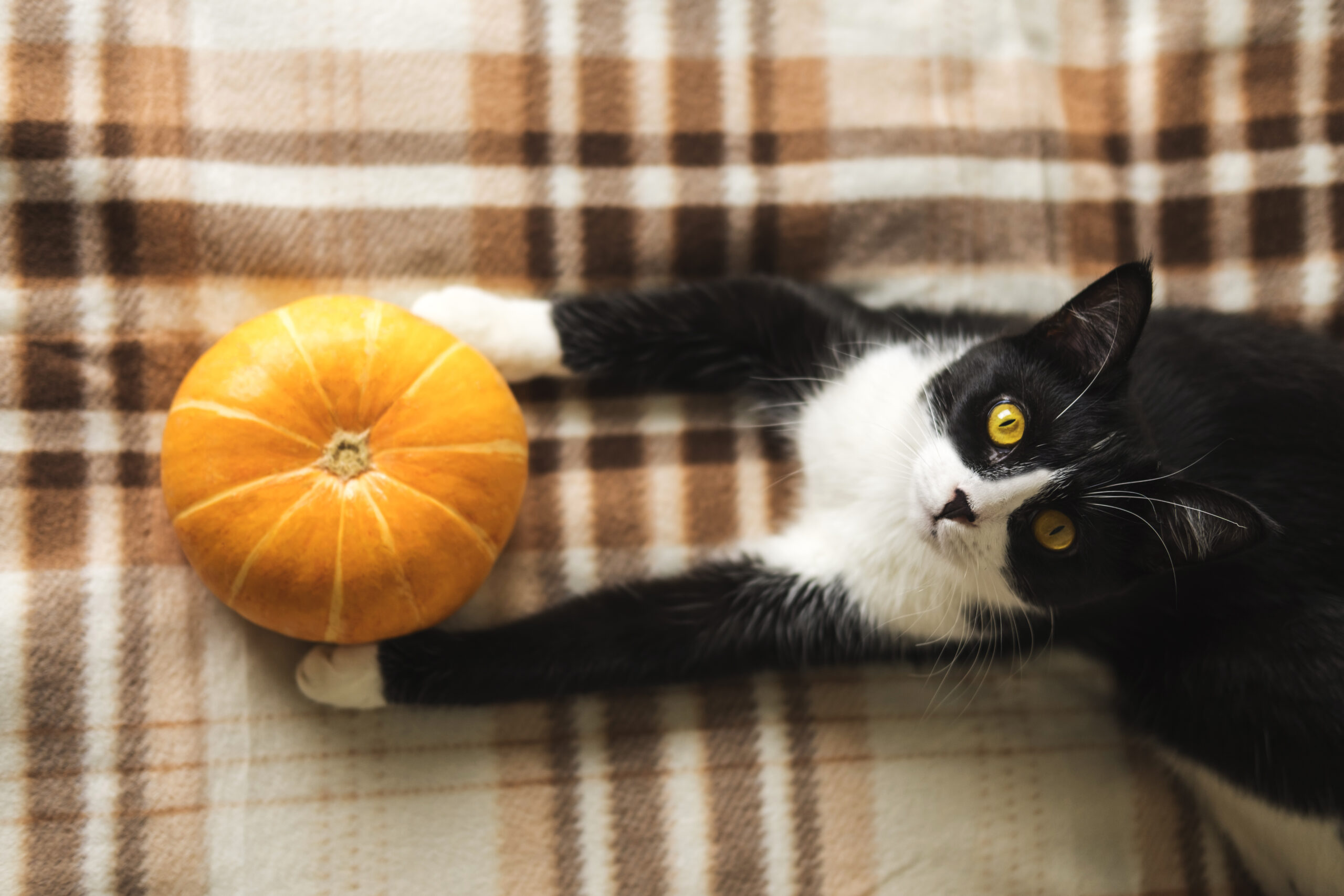 Black,And,White,Cat,Lying,On,Plaid,With,Pumpkin.,Concept
