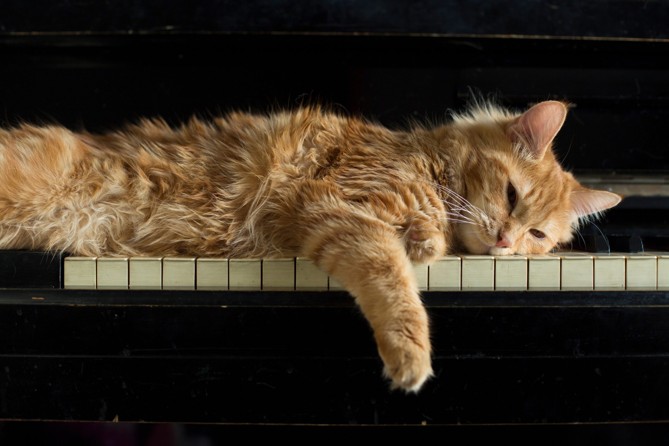 Music,Concept,And,Domestic,Animals.,Cat’s,Paw,And,Face,Lies