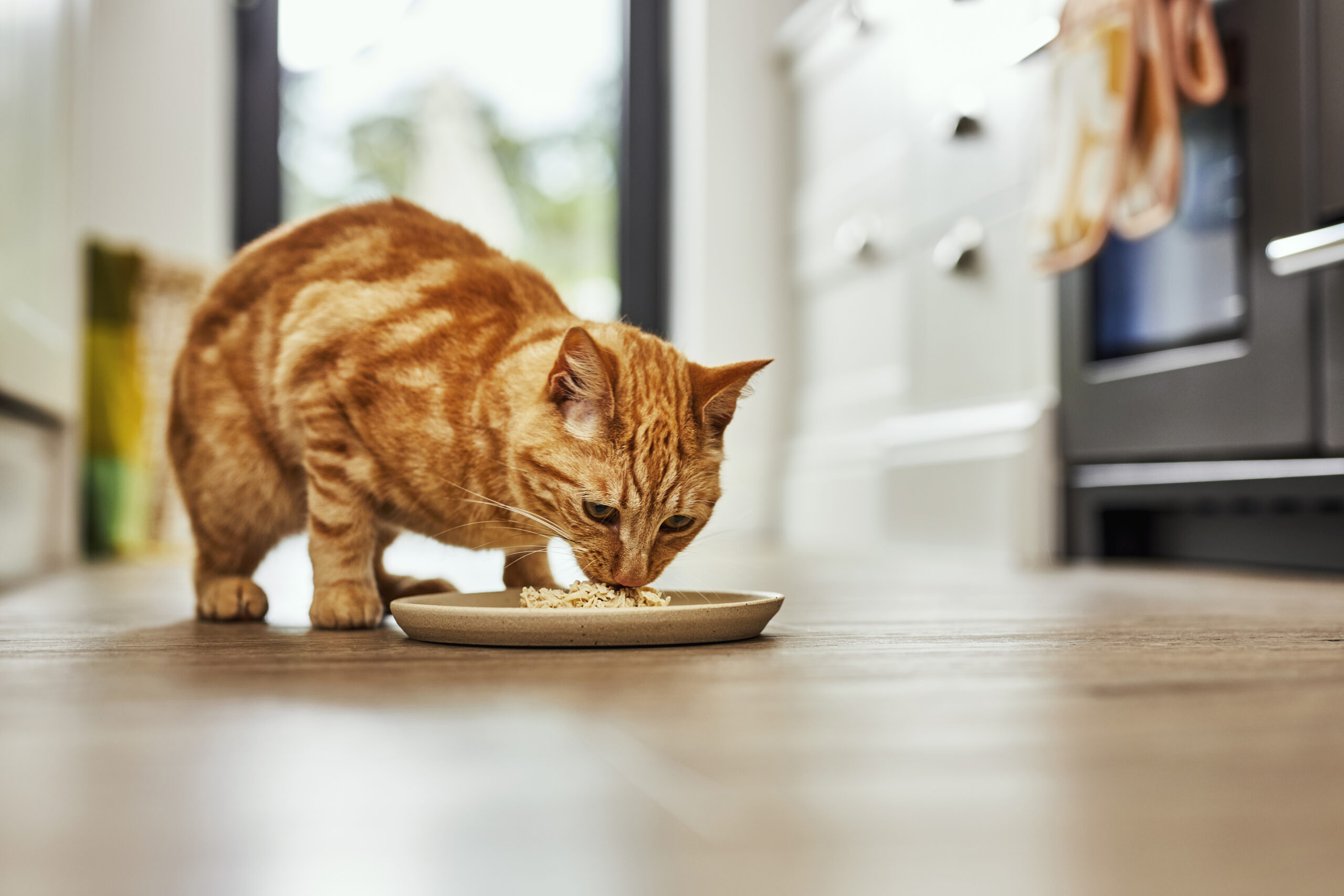 MP0013 MPM Applaws Location_Cat Eating Broth_003