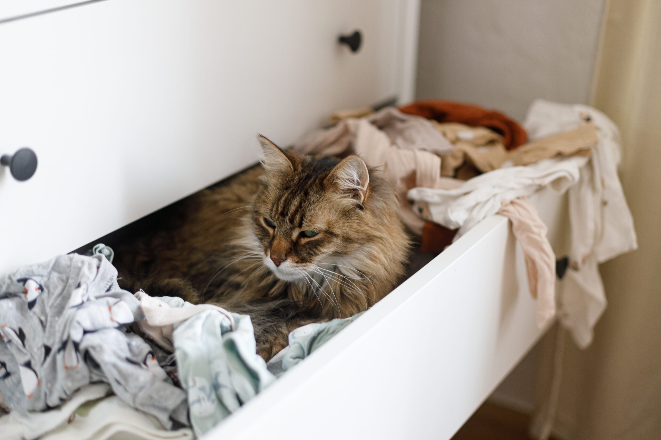 Adorable,Cat,Sitting,In,Drawer,With,Newborn,Clothes.,Pregnancy,And
