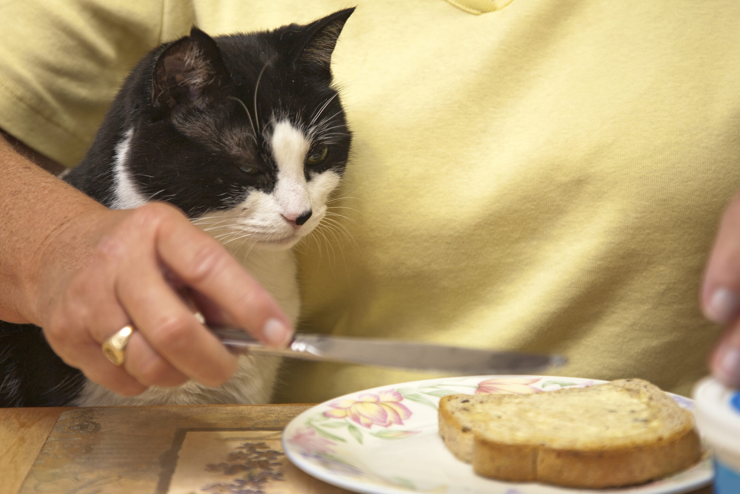 Hungry,Looking,Chubby,Cat,Eyes,A,Piece,Of,Toast,Being