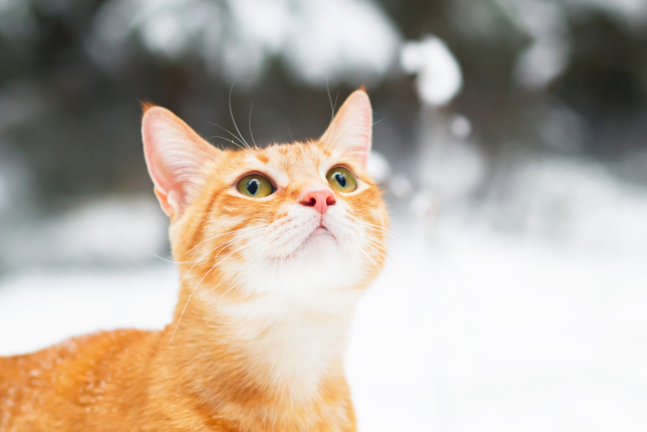 Portrait,,Close-up,Of,A,Ginger,Cat,In,Profile,,In,The