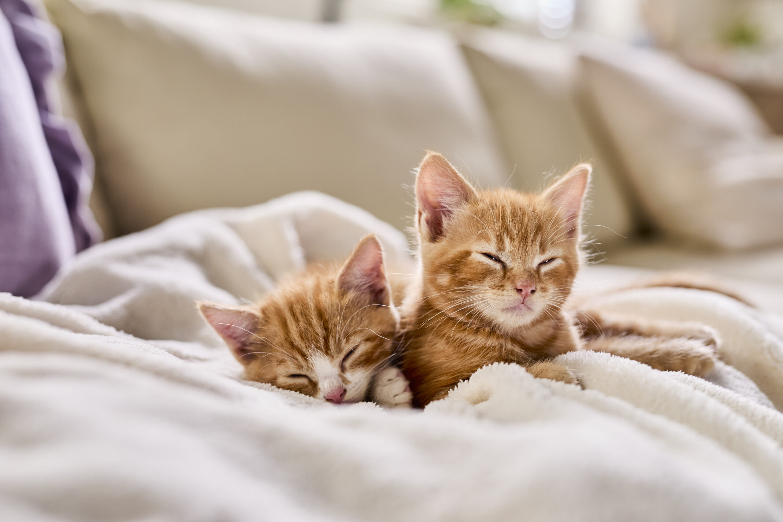 MP0038 MPM Banjo Mungo_Kittens Sleeping_038