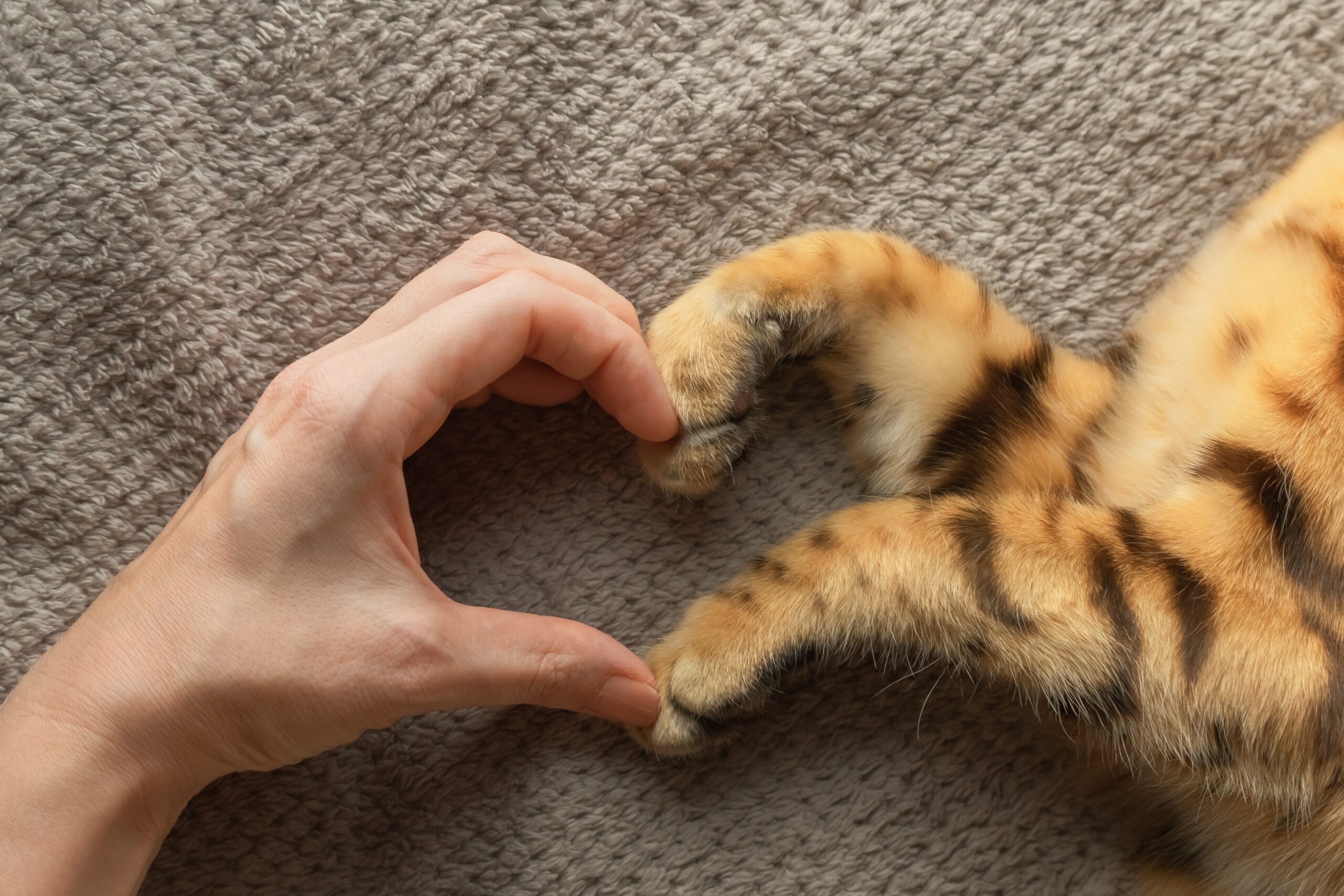 The,Hand,Of,The,Girl,And,The,Paws,Of,The