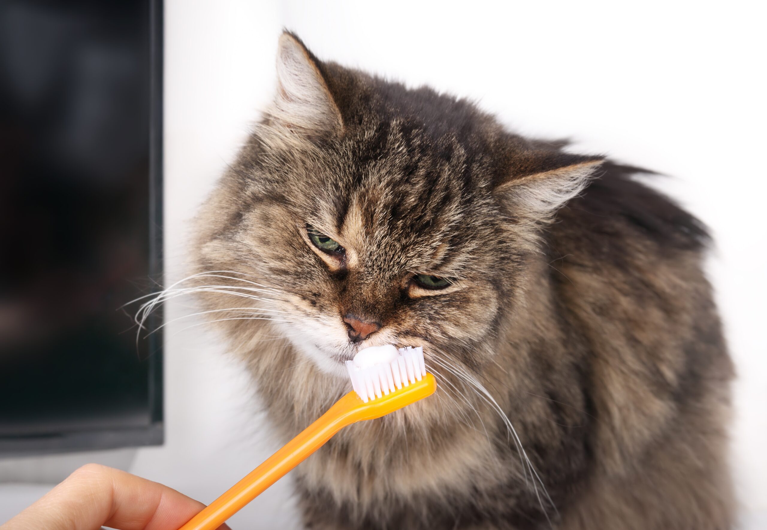 Curious,Cat,Sniffing,On,Toothpaste,On,Toothbrush,Held,By,Pet