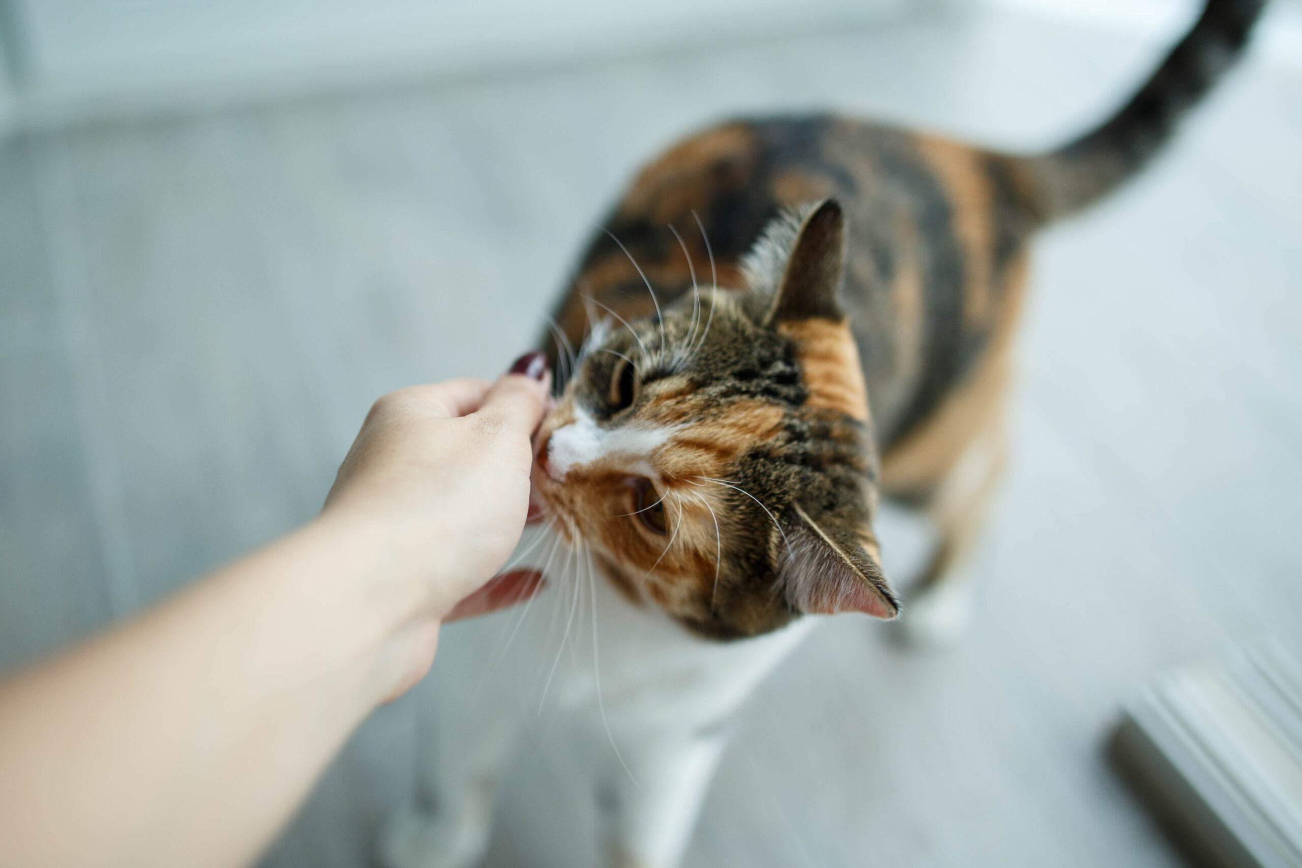 Cat,Sniffing