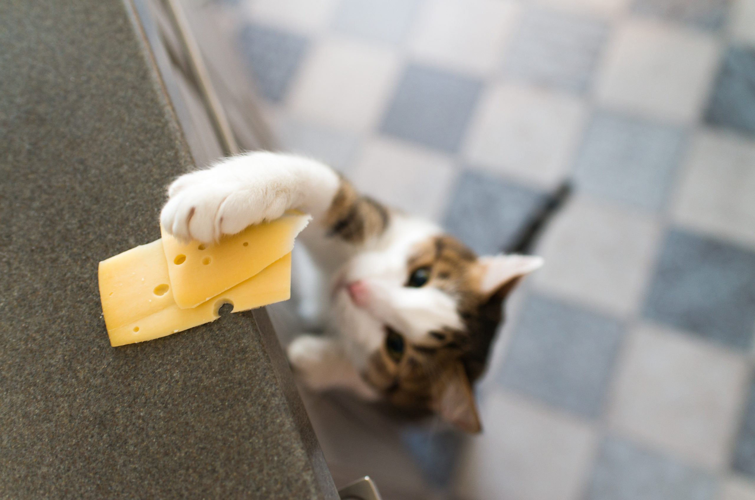 Domestic,Cat,Trying,To,Steal,Slice,Of,Cheese.,Soft,And