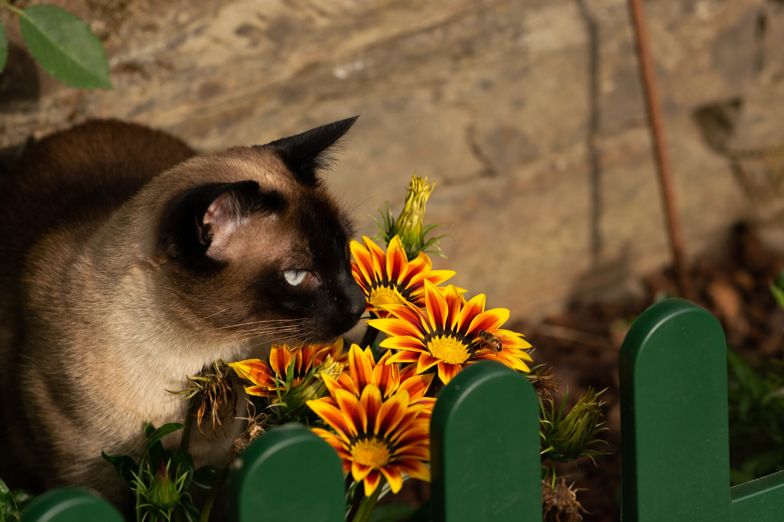 Siamese,Cat,Attentively,Watching,A,Bee,On,A,Pretty,Flower