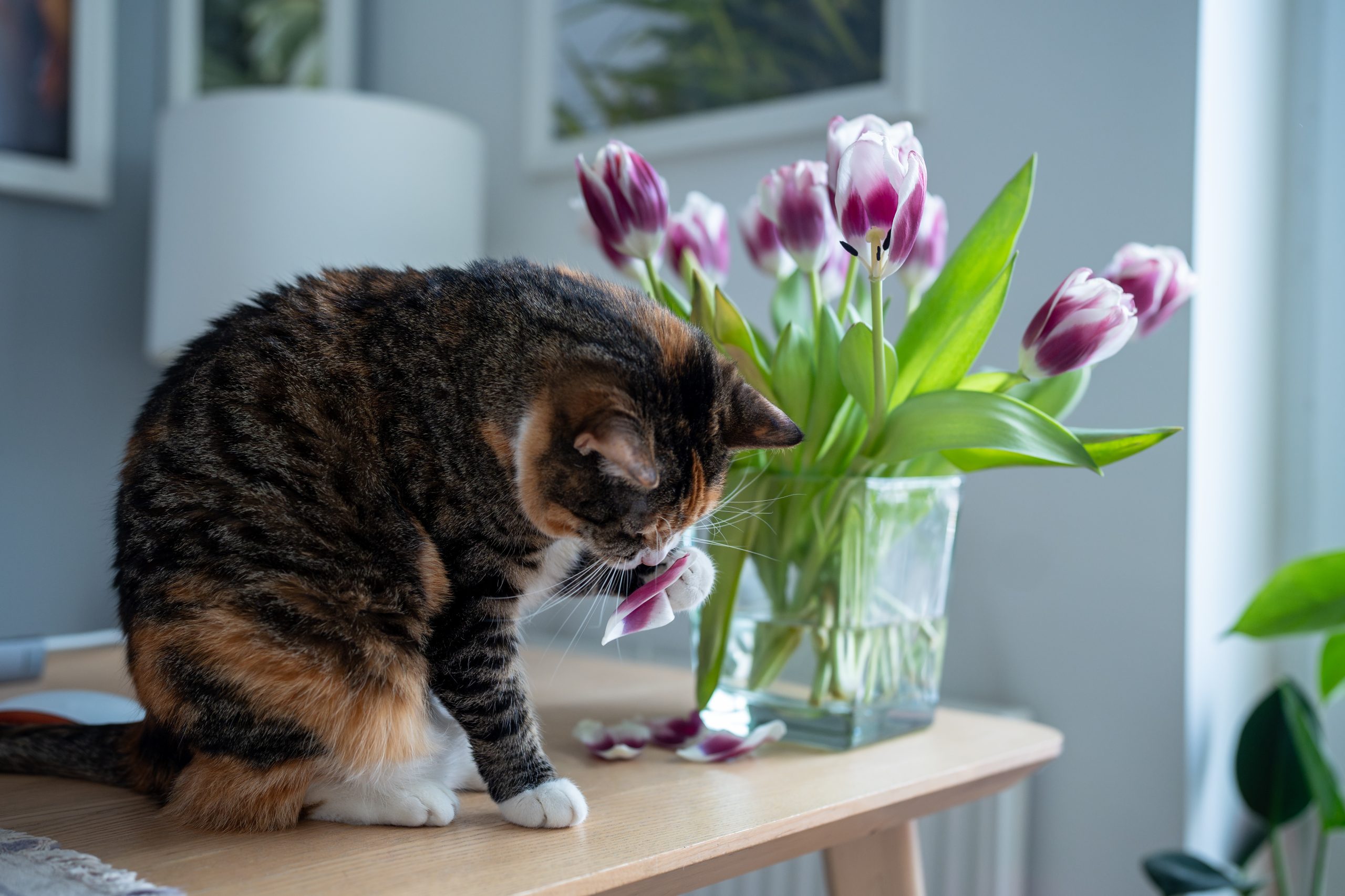 Domestic,Funny,Cat,Playing,With,Tulip,Flowers,Holding,Petals,In