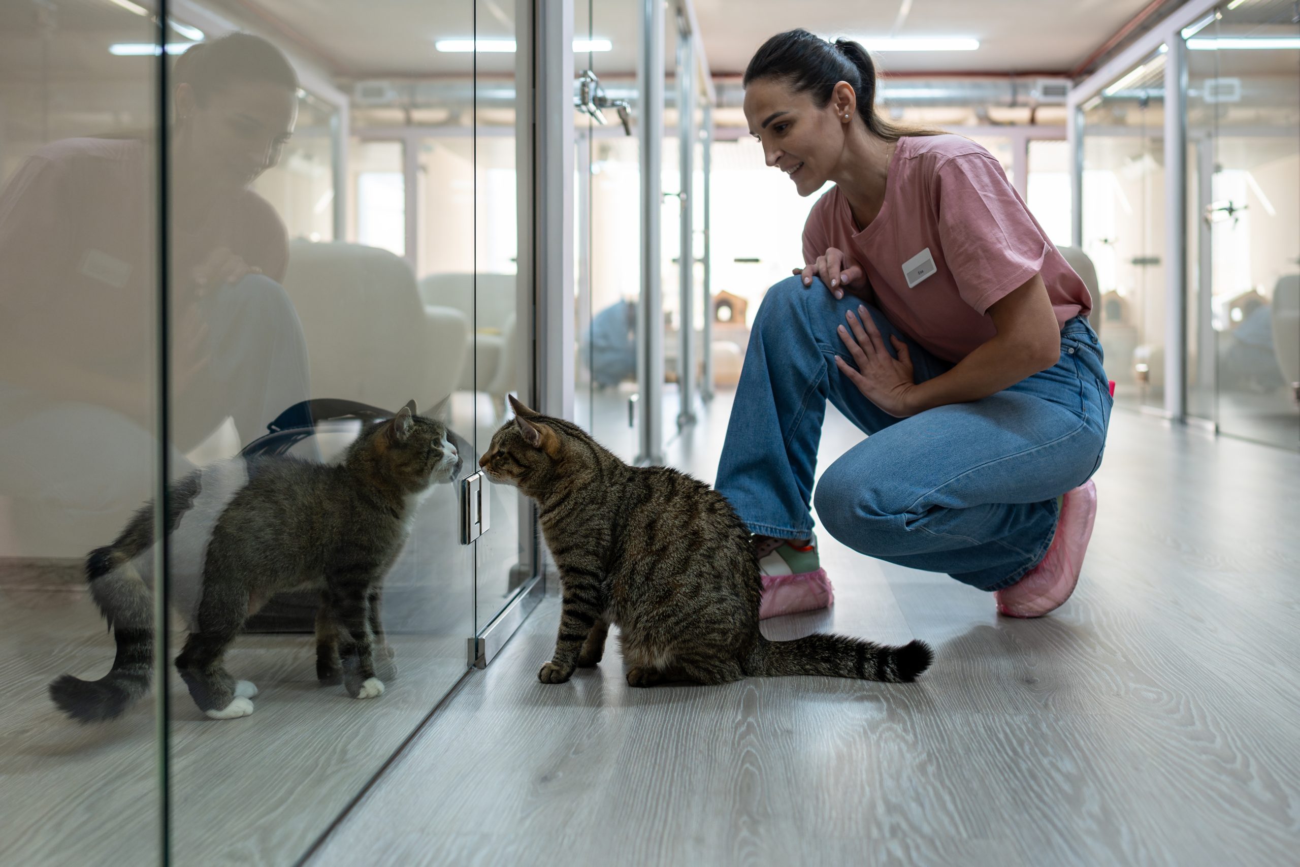Cats,Interact,Through,Glass,Partitions,In,Pet,Hotel,Rooms,,Observing