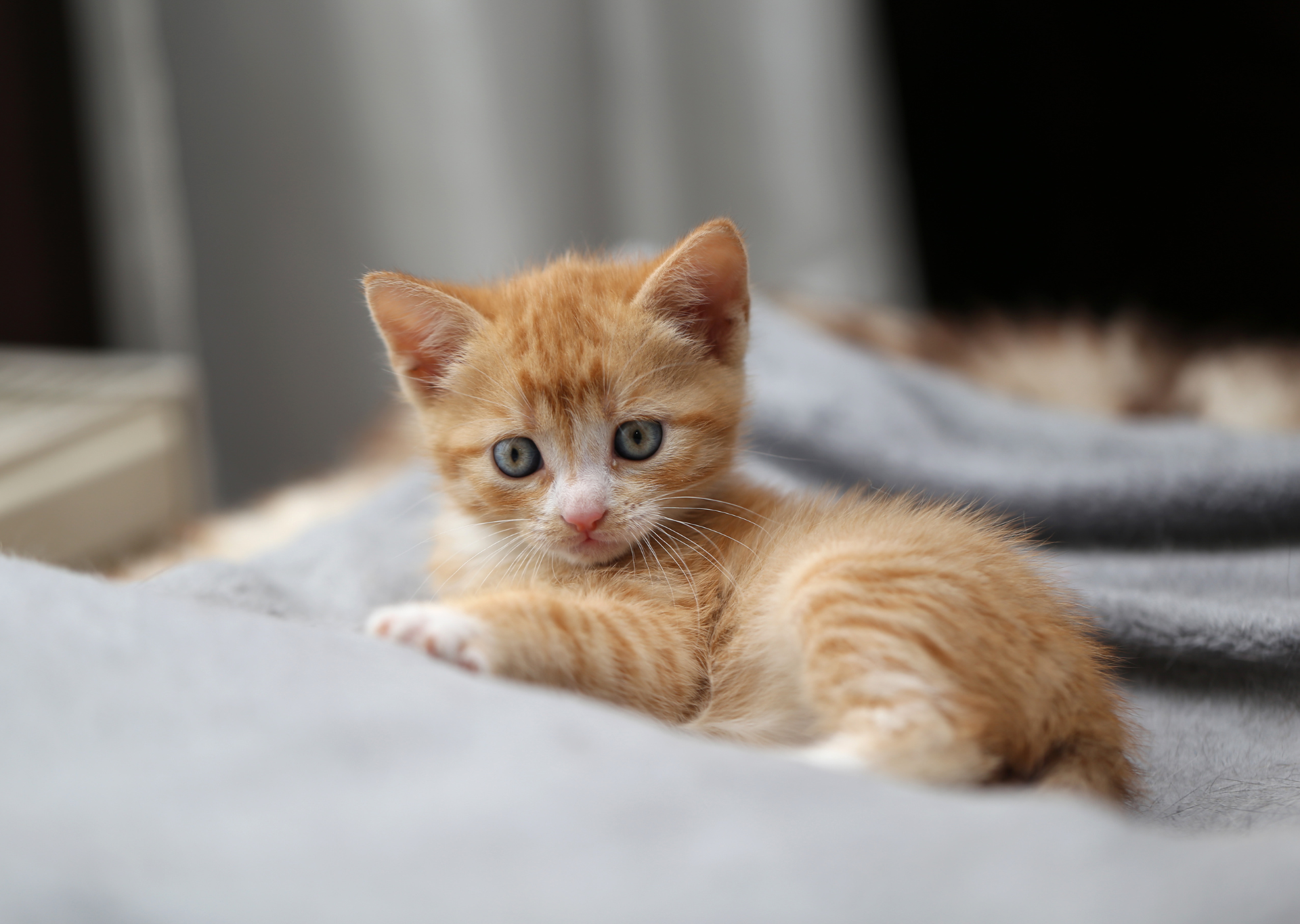 orange_kitten