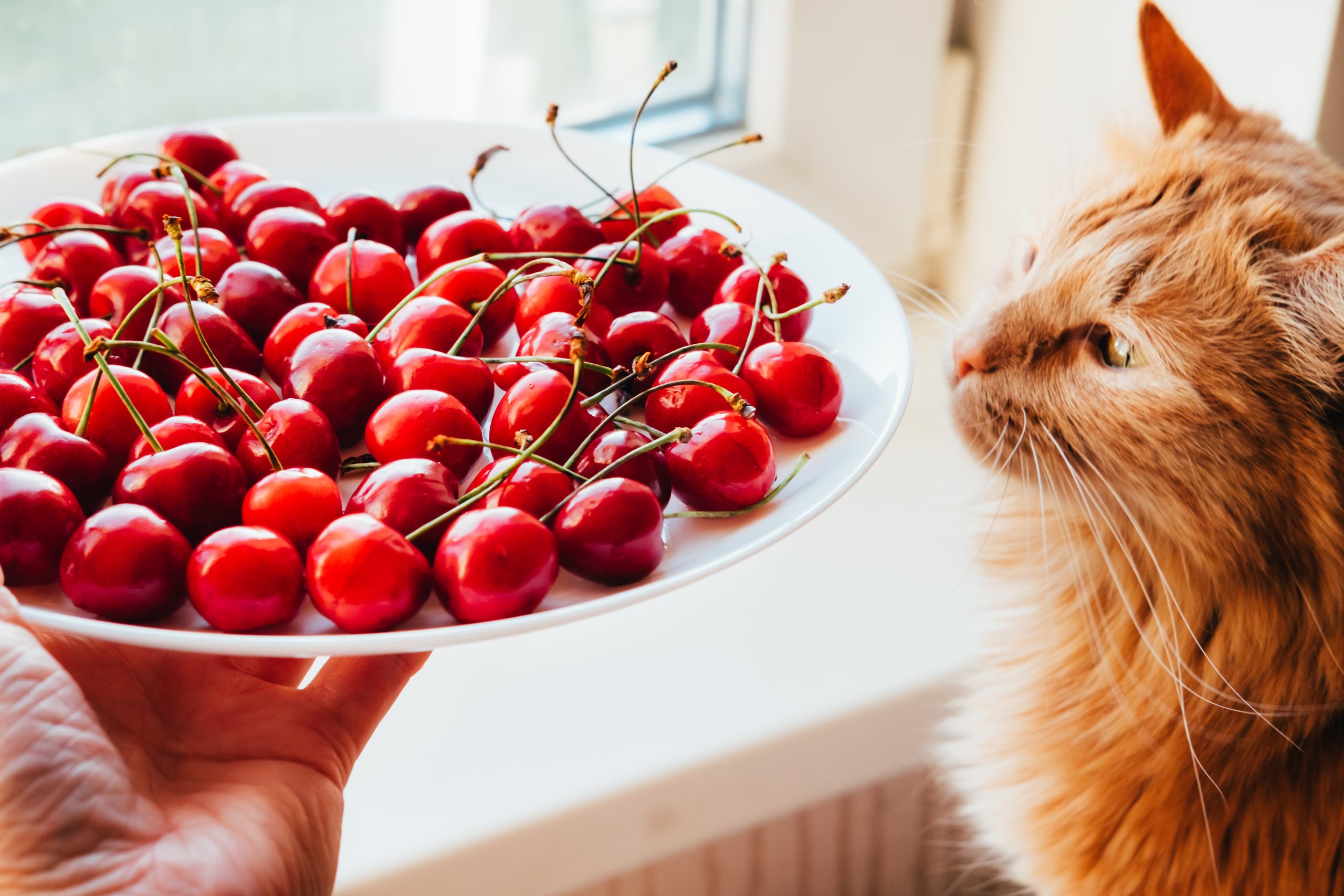 Offering,Cherries,To,Red,Cat,Side,View.,Hand,Holding,White