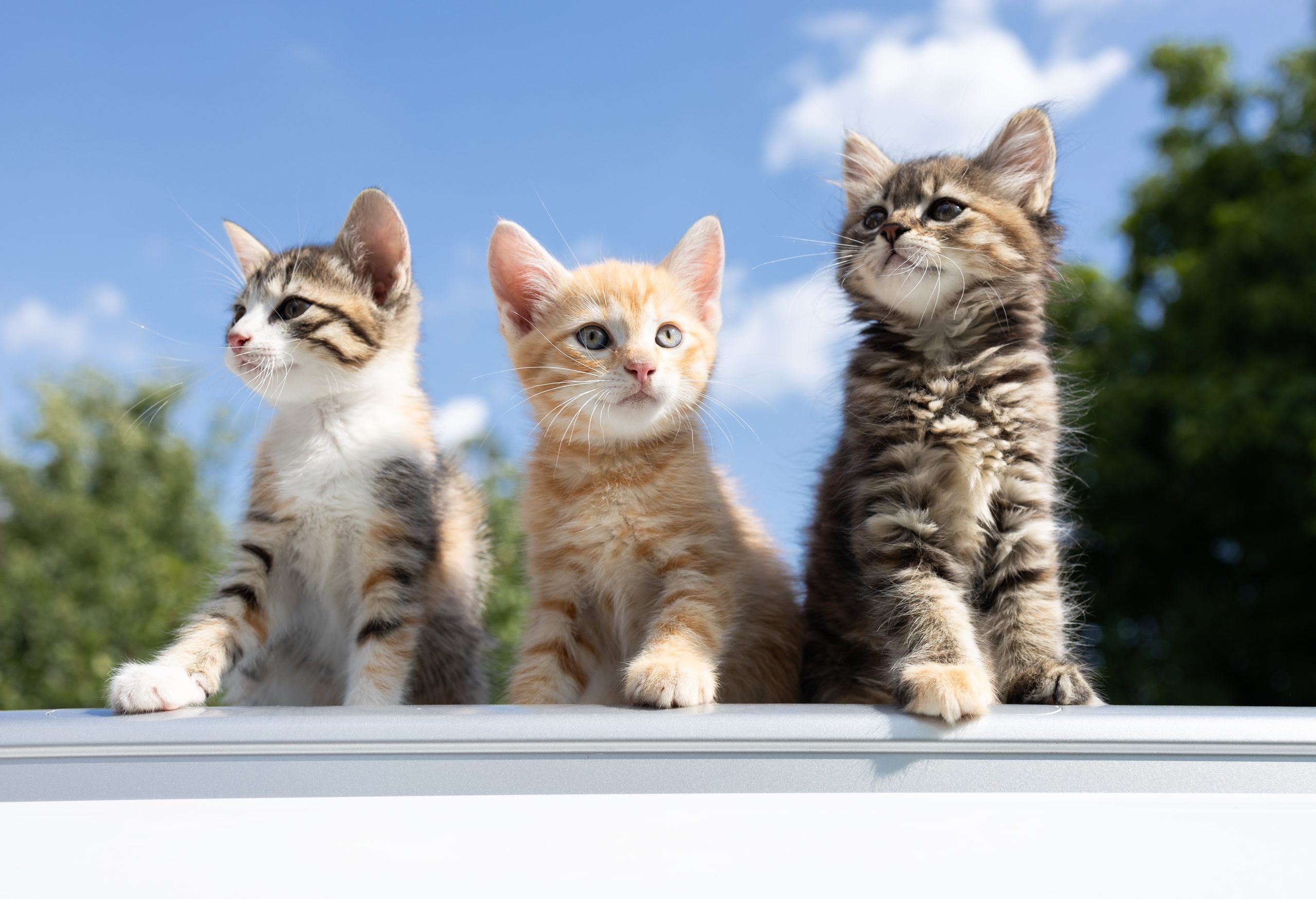 Three,Small,Assorted,Kittens,Sit,Against,The,Background,Of,The