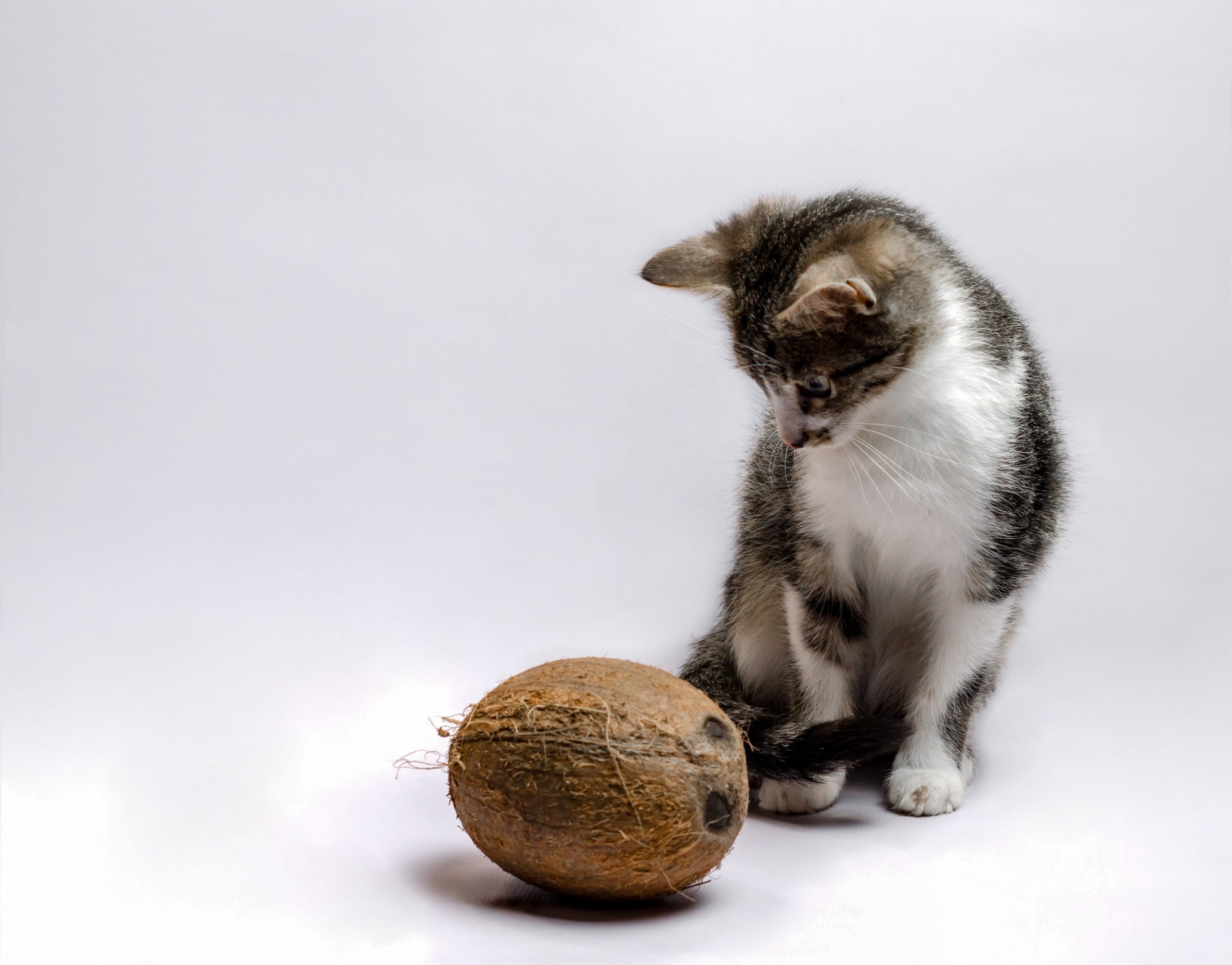 Grey,Kitten,With,Coconut,On,A,Light,Background