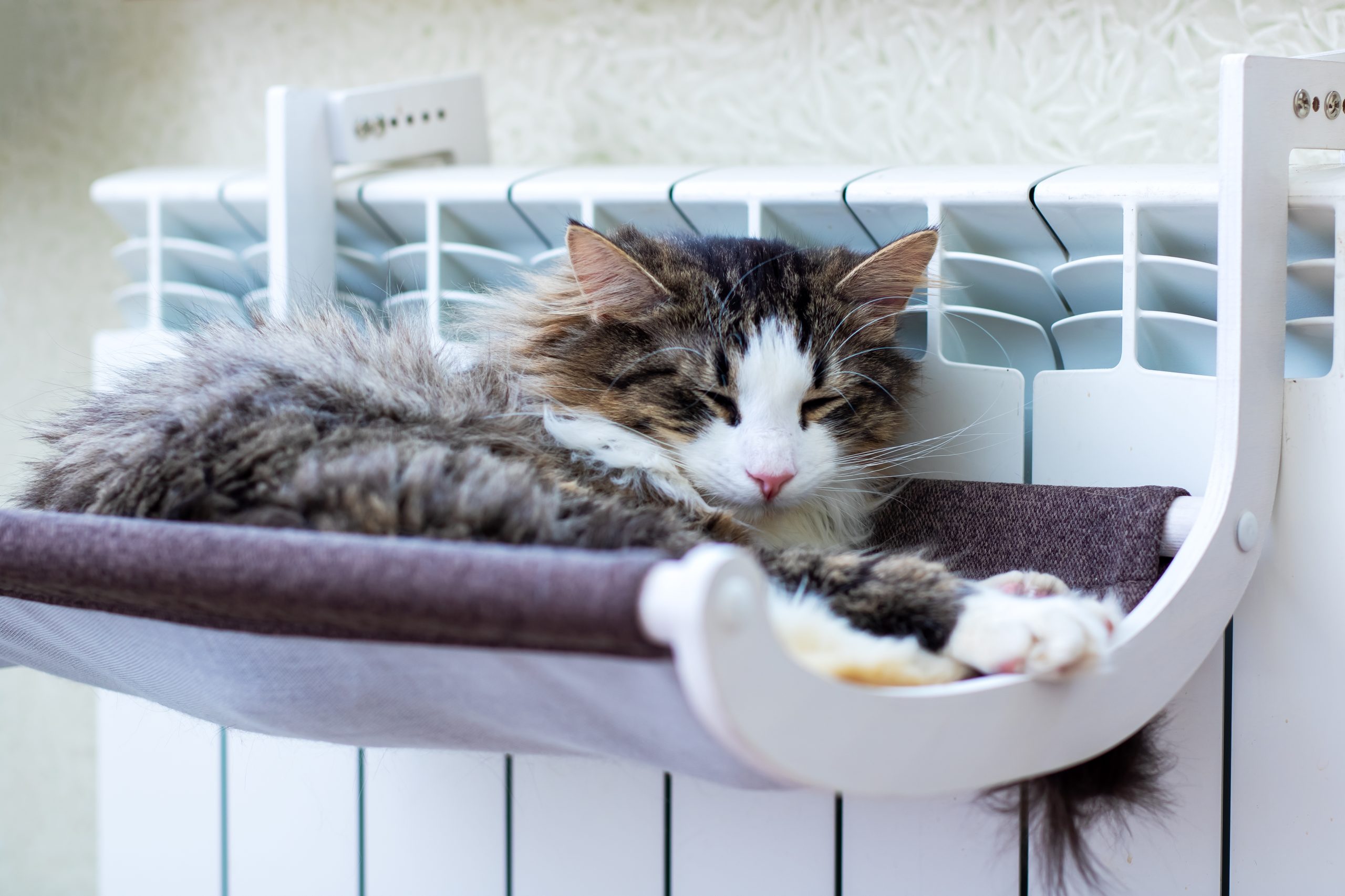 A,Fluffy,Cat,Is,Peacefully,Sleeping,In,A,Cosy,Hammock
