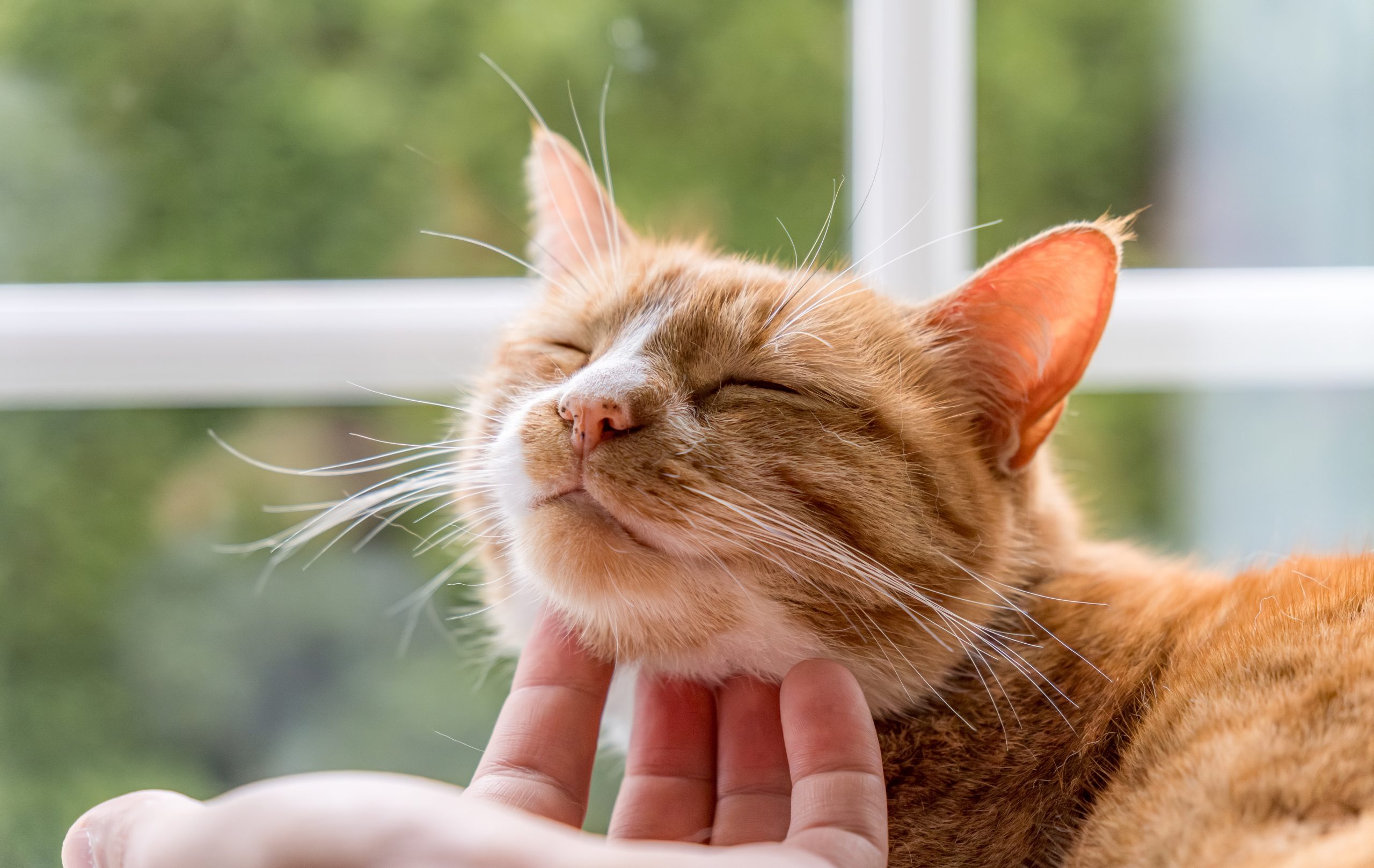 Ginger,Cat,Enjoying,A,Human,Hand,Petting,His,Chin