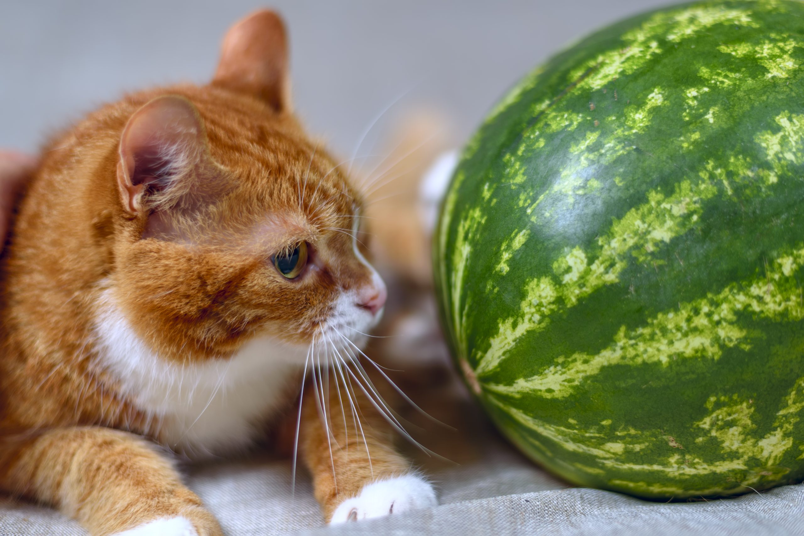 Red,Cat,And,Ripe,Watermelon