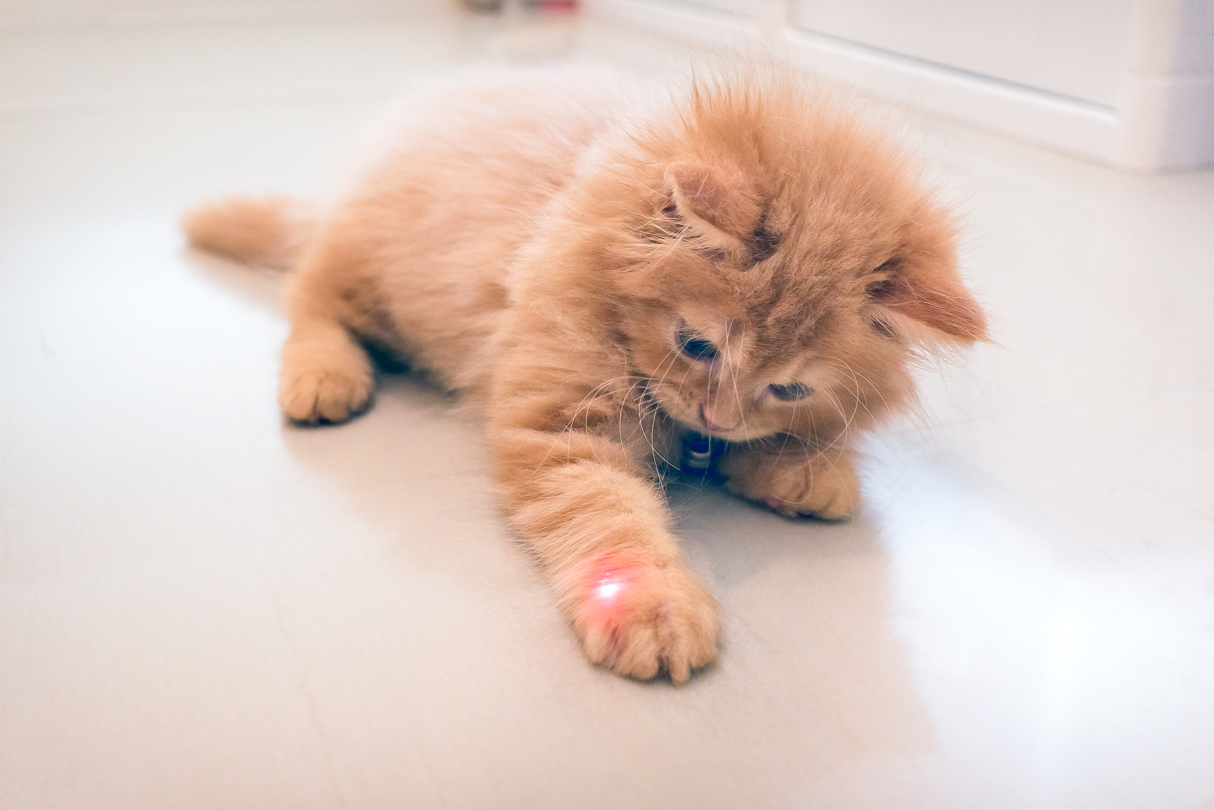 Curious,Orange,Kitten,Plays,With,A,Red,Dot,From,A